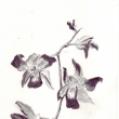 Orchidea 1996, tuka