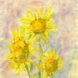 Slunečnice, akvarel