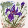 Modrý iris, akvarel